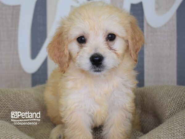 Miniature Goldendoodle-DOG-Female-Light Golden-3165-Petland Independence & Lee's Summit, MO