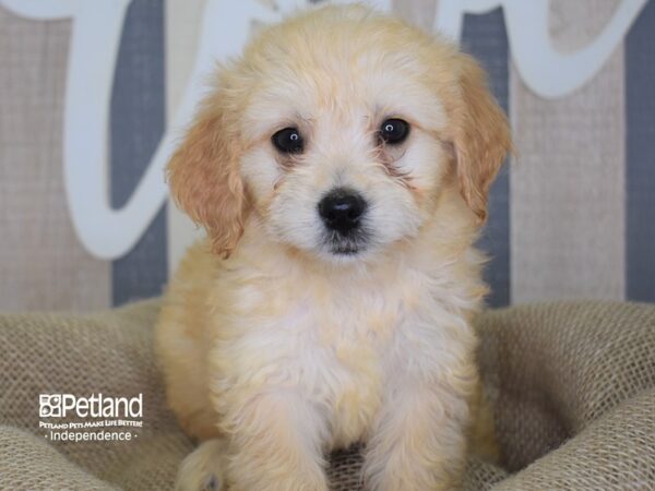 Miniature Goldendoodle DOG Female Light Golden 3165 Petland Independence, Missouri