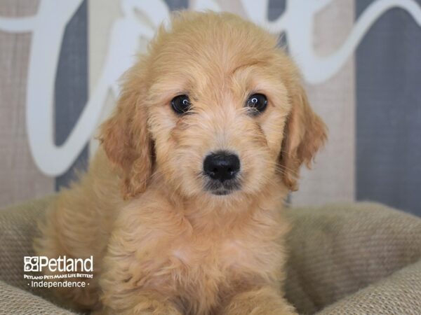 Miniature Golden Retriever DOG Female Light Golden 3168 Petland Independence, Missouri