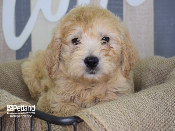 Miniature Goldendoodle-DOG-Male-Light Golden-3167-Petland Independence & Lee's Summit, MO