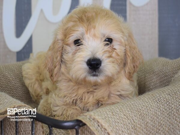 Miniature Goldendoodle DOG Male Light Golden 3167 Petland Independence, Missouri