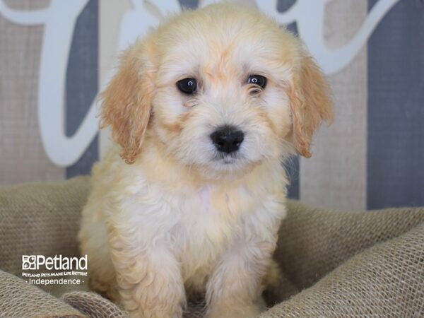 Miniature Goldendoodle-DOG-Male-Light Golden-3166-Petland Independence, Missouri