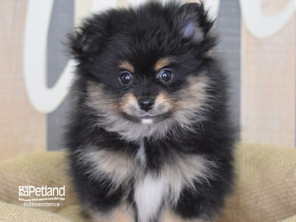 Pomeranian-DOG-Male-Black and Tan Parti-3173-Petland Independence, Missouri