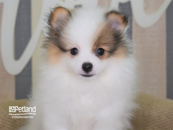 Pomeranian-DOG-Female-Orange Parti-3176-Petland Independence & Lee's Summit, MO