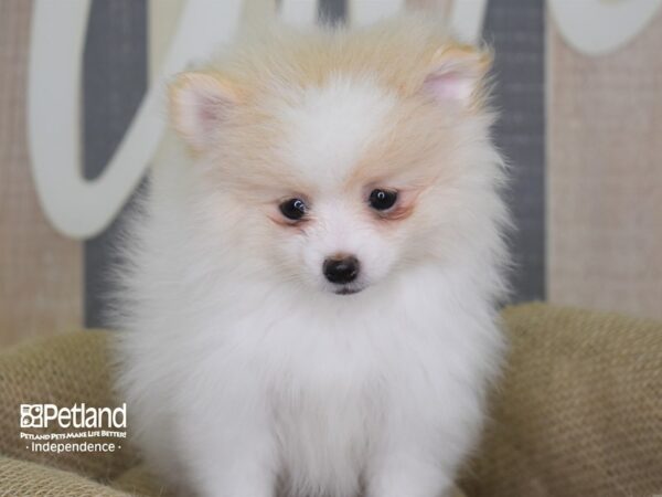 Pomeranian-DOG-Female-Cream Parti-3175-Petland Independence & Lee's Summit, MO