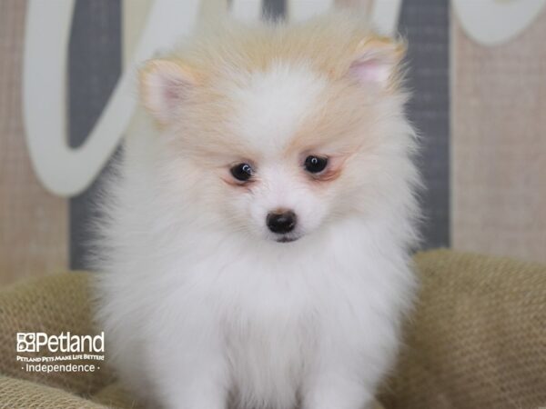 Pomeranian DOG Female Cream Parti 3175 Petland Independence, Missouri