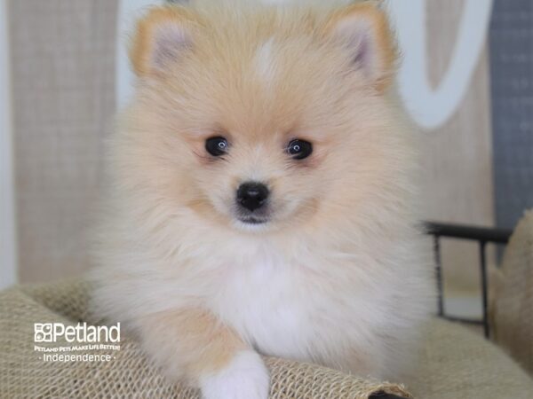 Pomeranian-DOG-Female-Cream Parti-3174-Petland Independence & Lee's Summit, MO