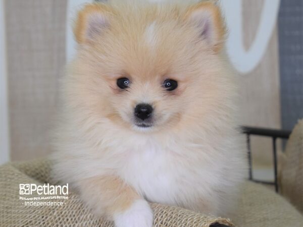 Pomeranian DOG Female Cream Parti 3174 Petland Independence, Missouri