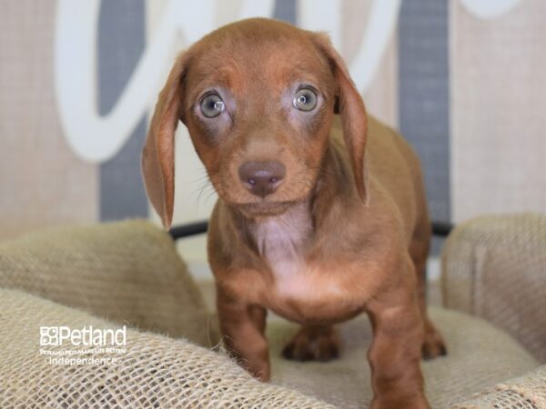 Dachshund DOG Female Chocolate 3172 Petland Independence, Missouri