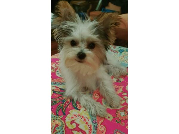 Yorkshire Terrier-DOG-Female-Black and Tan-2786-Petland Independence, Missouri