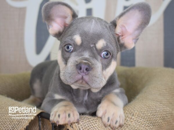 French Bulldog-DOG-Male-Lilac & Tan-3181-Petland Independence & Lee's Summit, MO