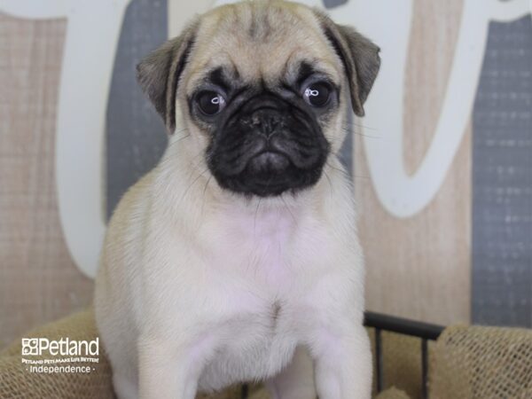 Pug-DOG-Female-Fawn-3179-Petland Independence, Missouri