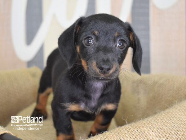 Dachshund DOG Female Black & Tan 3183 Petland Independence, Missouri