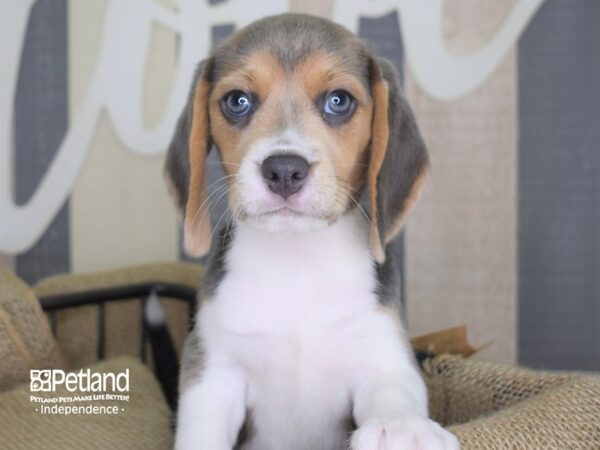 Beagle-DOG-Female-Blue, Tan, & White-3182-Petland Independence & Lee's Summit, MO