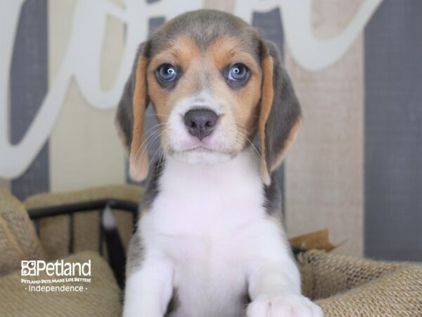 Beagle DOG Female Blue, Tan, & White 3182 Petland Independence, Missouri