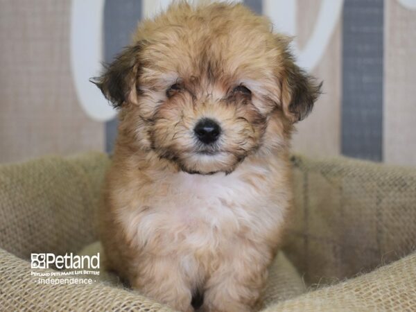 Lhasa Poo DOG Male Cafe 3185 Petland Independence, Missouri