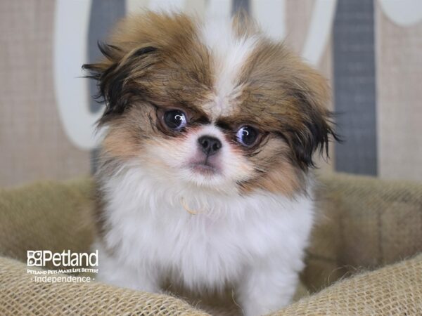 Japanese Chin DOG Male Sable and White 3187 Petland Independence, Missouri