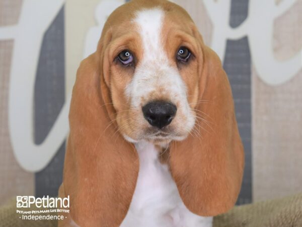 Basset Hound DOG Male Red and White 3188 Petland Independence, Missouri