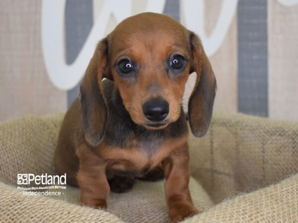 Dachshund-DOG-Female-Red-3191-Petland Independence, Missouri