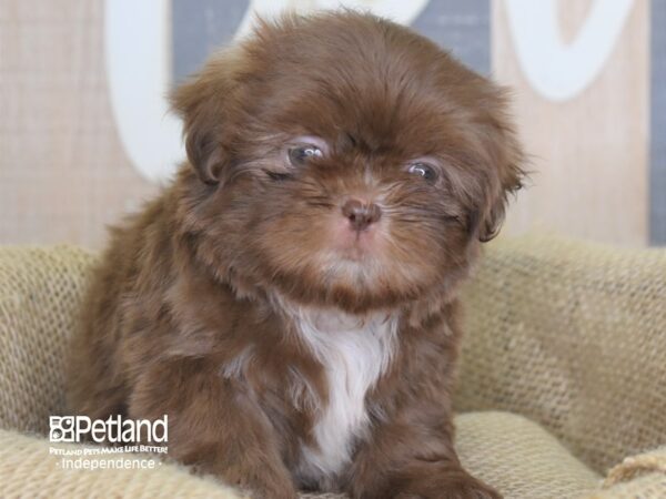 Shih Tzu DOG Female Chocolate 3199 Petland Independence, Missouri