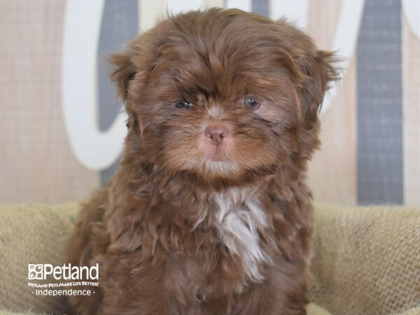 Shih Tzu-DOG-Male-Chocolate-3197-Petland Independence & Lee's Summit, MO
