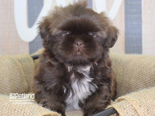 Shih Tzu-DOG-Male-Chocolate-3196-Petland Independence, Missouri