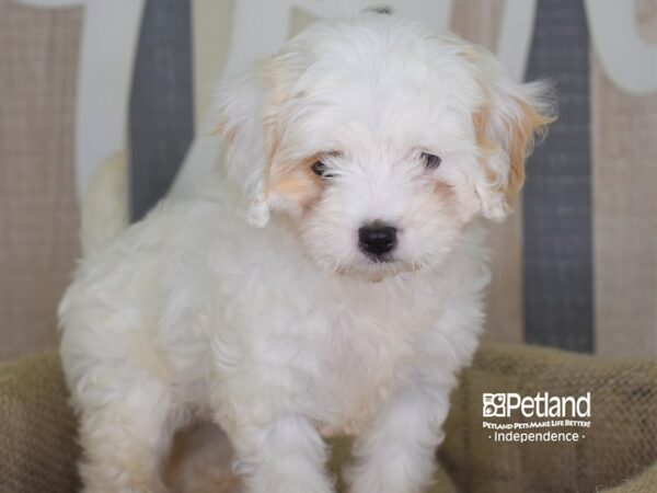 Cavapoo-DOG-Female--3195-Petland Independence & Lee's Summit, MO