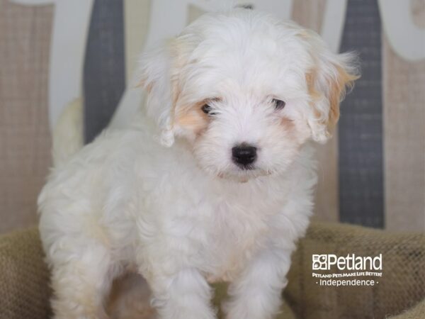 Cavapoo DOG Female 3195 Petland Independence, Missouri