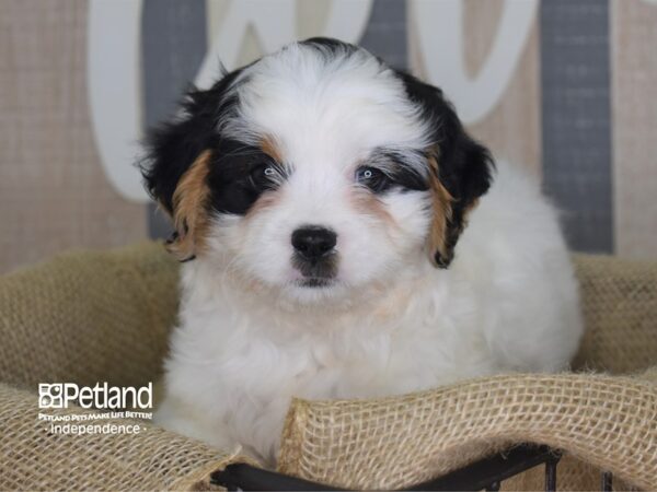 Cavapoo DOG Male 3194 Petland Independence, Missouri