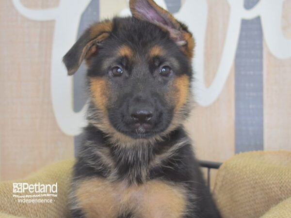 German Shepherd-DOG-Female-Black and Tan-3205-Petland Independence & Lee's Summit, MO
