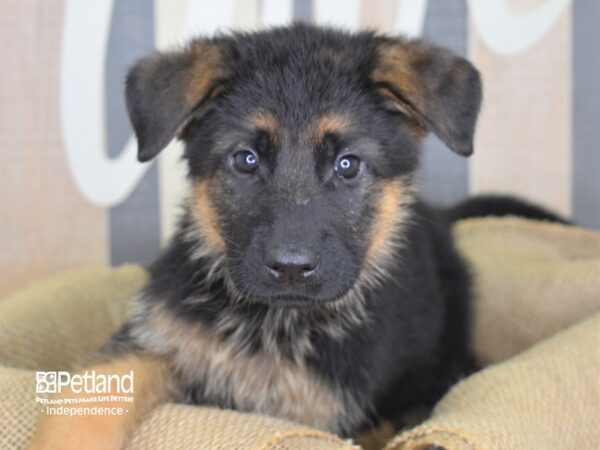 German Shepherd-DOG-Male-Black and Tan-3204-Petland Independence & Lee's Summit, MO