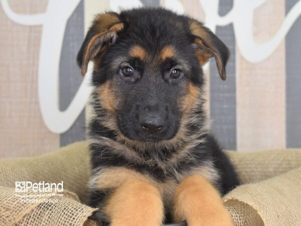 German Shepherd DOG Male Black and Tan 3203 Petland Independence, Missouri