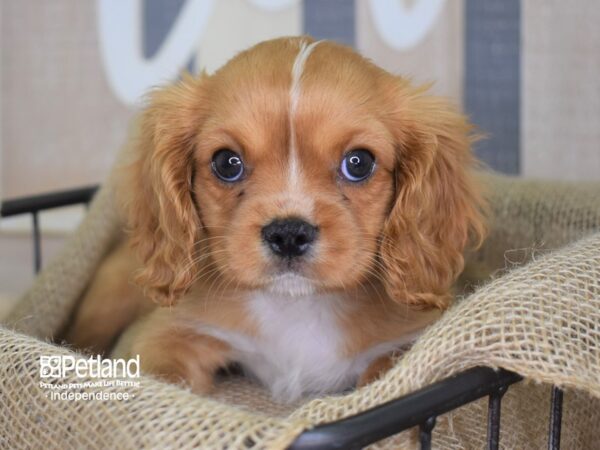 Cavalier King Charles Spaniel DOG Male Ruby 3210 Petland Independence, Missouri