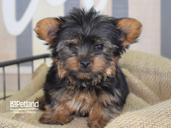 Yorkshire Terrier-DOG-Male-Black and Tan-3213-Petland Independence, Missouri