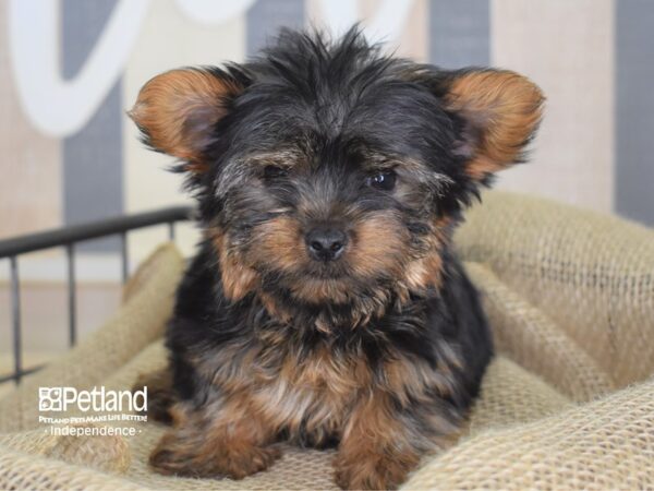 Yorkshire Terrier-DOG-Male-Black and Tan-3213-Petland Independence & Lee's Summit, MO