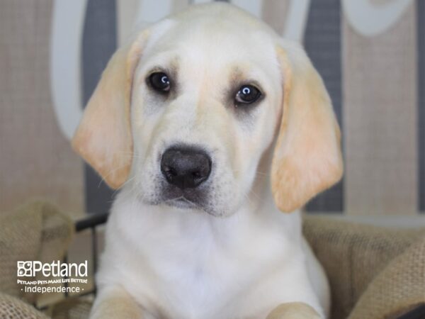 Labrador Retriever-DOG---3214-Petland Independence, Missouri