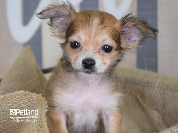 Chihuahua DOG 3219 Petland Independence, Missouri