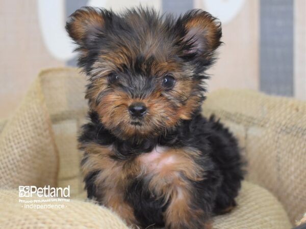 Yorkshire Terrier DOG 3220 Petland Independence, Missouri