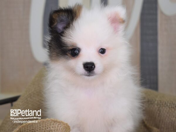 Pomeranian-DOG-Female-Orange Parti-3221-Petland Independence & Lee's Summit, MO