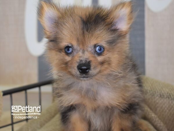 Pomeranian DOG Female Merle 3211 Petland Independence, Missouri