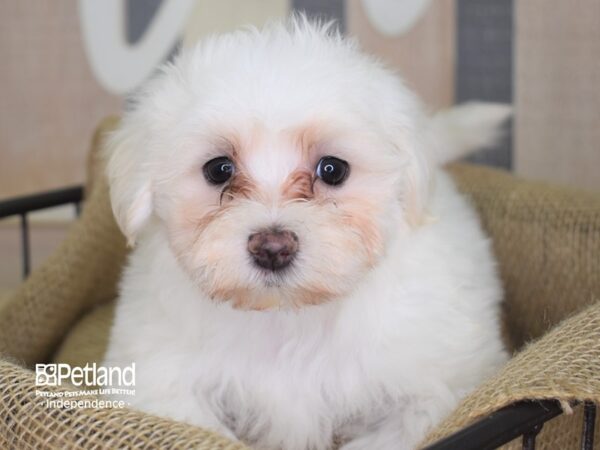 Maltese-DOG---3216-Petland Independence, Missouri