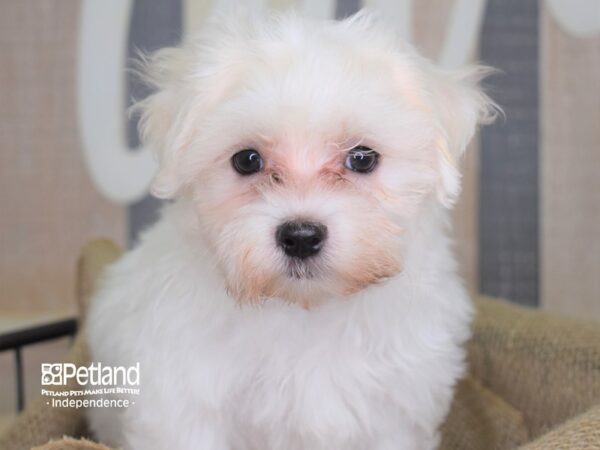 Maltese DOG Male White 3206 Petland Independence, Missouri