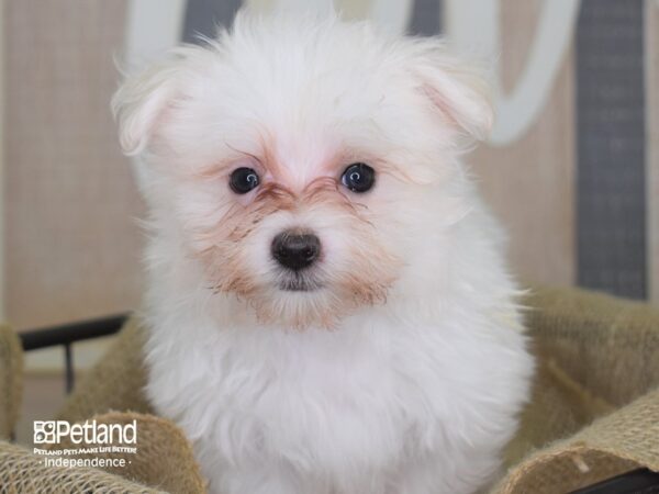 Maltese DOG 3217 Petland Independence, Missouri