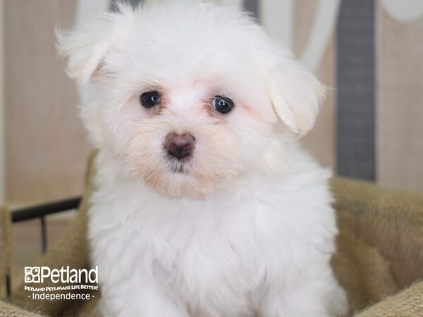 Maltese DOG Female White 3207 Petland Independence, Missouri