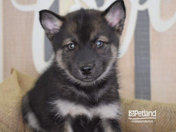 Pomsky-DOG-Male--3208-Petland Independence & Lee's Summit, MO