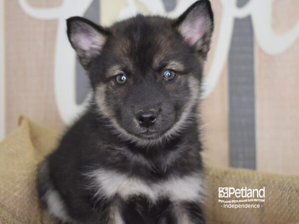 Pomsky-DOG-Male--3208-Petland Independence, Missouri