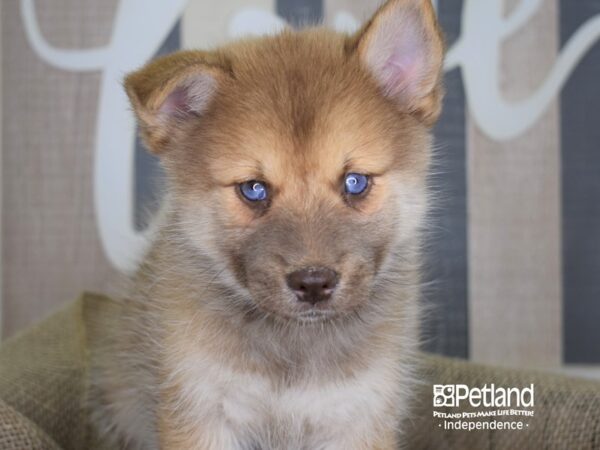 Pomsky-DOG---3222-Petland Independence, Missouri