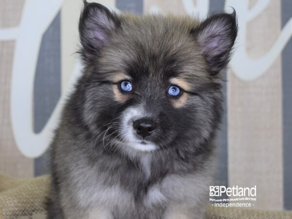 Pomsky DOG 3225 Petland Independence, Missouri