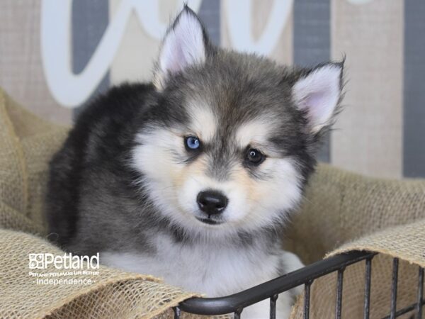 Pomsky-DOG---3226-Petland Independence, Missouri