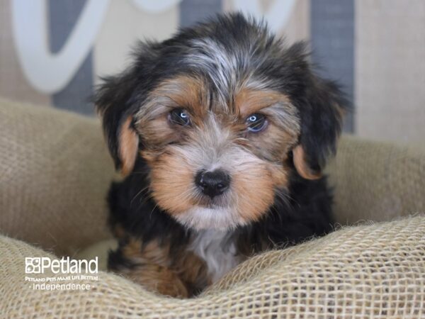 Yorkshire Terrier-DOG-Female-Black and Tan-3227-Petland Independence & Lee's Summit, MO